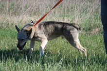 VALDI, Hund, Mischlingshund in Ungarn - Bild 1