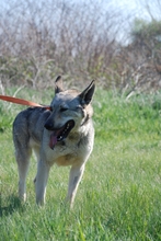 VALDI, Hund, Mischlingshund in Ungarn - Bild 2