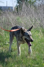 VALDI, Hund, Mischlingshund in Ungarn - Bild 4