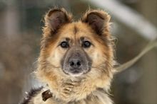 RUBIK, Hund, Deutscher Schäferhund-Mix in Russische Föderation - Bild 2