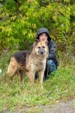 RUBIK, Hund, Deutscher Schäferhund-Mix in Russische Föderation - Bild 4
