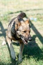HOSE, Hund, Mischlingshund in Griechenland - Bild 1