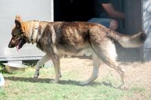 HOSE, Hund, Mischlingshund in Griechenland - Bild 4