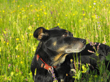 KARHU, Hund, Mischlingshund in Bulgarien - Bild 1
