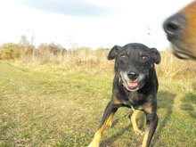 KARHU, Hund, Mischlingshund in Bulgarien - Bild 3