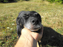 KARHU, Hund, Mischlingshund in Bulgarien - Bild 5
