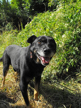 KARHU, Hund, Mischlingshund in Bulgarien - Bild 7