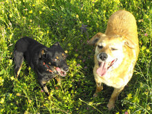 KARHU, Hund, Mischlingshund in Bulgarien - Bild 9