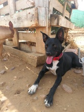 MIRINDA, Hund, Mischlingshund in Spanien - Bild 6