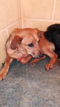 PERE, Hund, Mischlingshund in Spanien - Bild 5