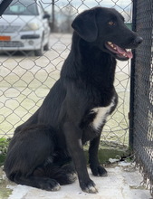 AFRICA, Hund, Mischlingshund in Griechenland - Bild 15