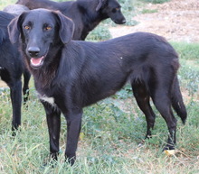AFRICA, Hund, Mischlingshund in Griechenland - Bild 19