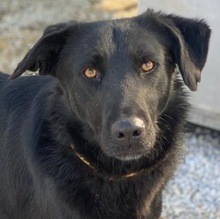 DAKAR, Hund, Mischlingshund in Griechenland - Bild 1
