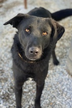 DAKAR, Hund, Mischlingshund in Griechenland - Bild 10