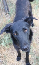 DAKAR, Hund, Mischlingshund in Griechenland - Bild 13