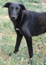 DAKAR, Hund, Mischlingshund in Griechenland - Bild 17