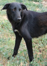 DAKAR, Hund, Mischlingshund in Griechenland - Bild 18