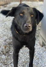 DAKAR, Hund, Mischlingshund in Griechenland - Bild 4