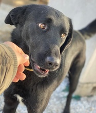 DAKAR, Hund, Mischlingshund in Griechenland - Bild 6