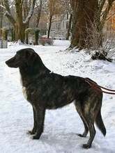 RIKA, Hund, Mischlingshund in Aachen - Bild 11