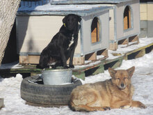 SUNNY BERTA, Hund, Labrador-Mix in Bulgarien - Bild 2