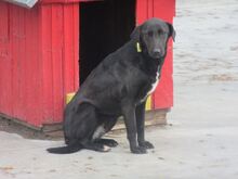 SUNNY BERTA, Hund, Labrador-Mix in Bulgarien - Bild 5