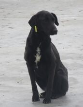 SUNNY BERTA, Hund, Labrador-Mix in Bulgarien - Bild 6