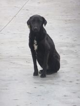 SUNNY BERTA, Hund, Labrador-Mix in Bulgarien - Bild 7