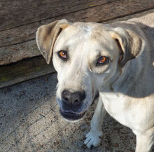 CLARA, Hund, Mischlingshund in Bulgarien - Bild 1