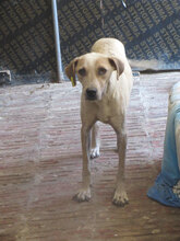 CLARA, Hund, Mischlingshund in Bulgarien - Bild 10