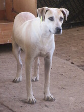 CLARA, Hund, Mischlingshund in Bulgarien - Bild 11