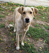 CLARA, Hund, Mischlingshund in Bulgarien - Bild 12