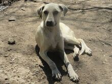 CLARA, Hund, Mischlingshund in Bulgarien - Bild 15