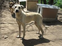 CLARA, Hund, Mischlingshund in Bulgarien - Bild 16