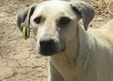 CLARA, Hund, Mischlingshund in Bulgarien - Bild 17