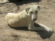 CLARA, Hund, Mischlingshund in Bulgarien - Bild 18
