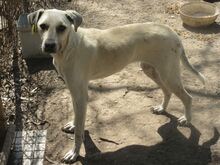 CLARA, Hund, Mischlingshund in Bulgarien - Bild 19