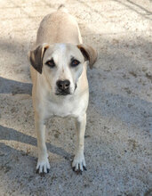 CLARA, Hund, Mischlingshund in Bulgarien - Bild 2