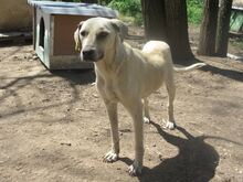 CLARA, Hund, Mischlingshund in Bulgarien - Bild 20