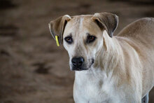 CLARA, Hund, Mischlingshund in Bulgarien - Bild 3