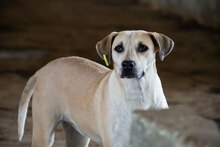 CLARA, Hund, Mischlingshund in Bulgarien - Bild 5