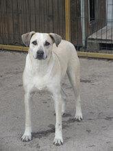CLARA, Hund, Mischlingshund in Bulgarien - Bild 7