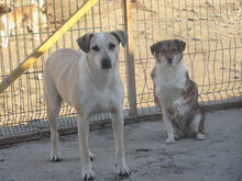 CLARA, Hund, Mischlingshund in Bulgarien - Bild 8