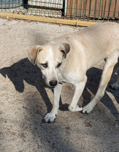 CLARA, Hund, Mischlingshund in Bulgarien - Bild 9