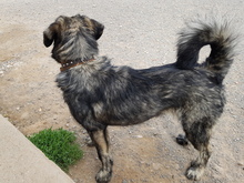 BRISA, Hund, Mischlingshund in Spanien - Bild 3