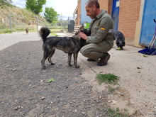 BRISA, Hund, Mischlingshund in Spanien - Bild 5