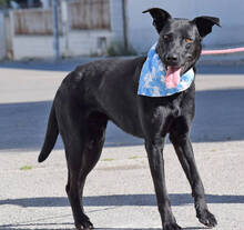 BLACKY, Hund, Mischlingshund in Spanien - Bild 5