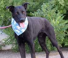BLACKY, Hund, Mischlingshund in Spanien - Bild 6