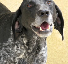PHILIP, Hund, Pointer-Mix in Zypern - Bild 8
