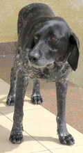 PHILIP, Hund, Pointer-Mix in Zypern - Bild 9
